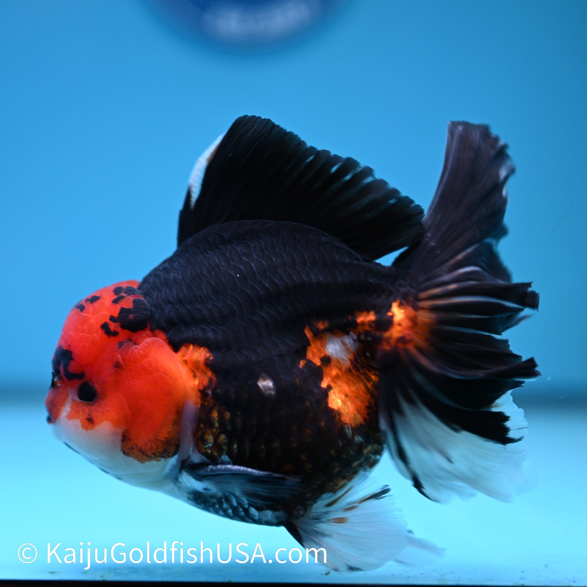 Jumbo Tricolor Rose Tail Oranda 6.5 inches(240426_OR4) - Kaiju Goldfish USA