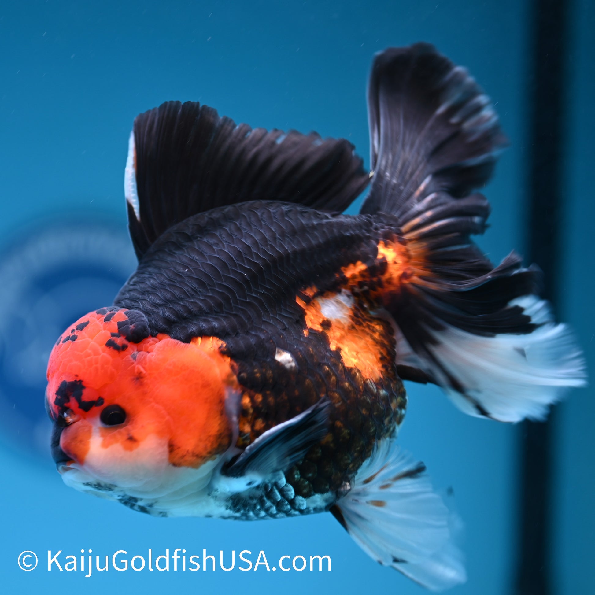 Jumbo Tricolor Rose Tail Oranda 6.5 inches(240426_OR4) - Kaiju Goldfish USA