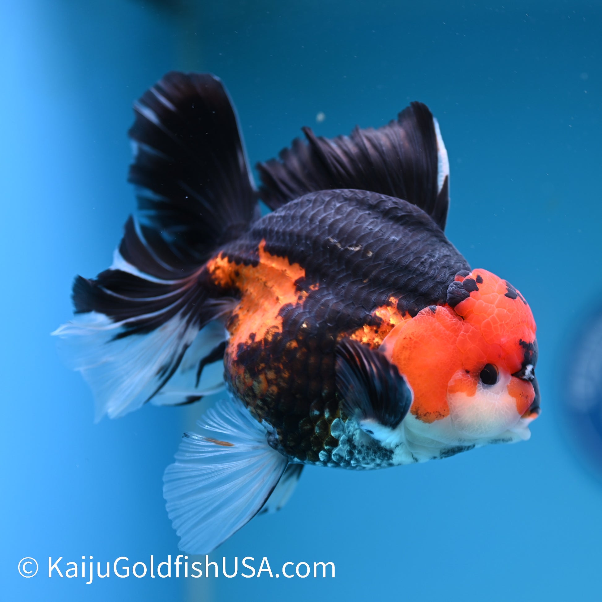 Jumbo Tricolor Rose Tail Oranda 6.5 inches(240426_OR4) - Kaiju Goldfish USA