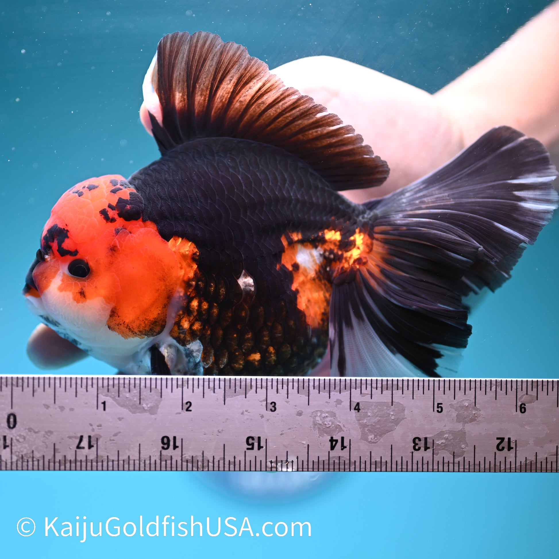 Jumbo Tricolor Rose Tail Oranda 6.5 inches(240426_OR4) - Kaiju Goldfish USA