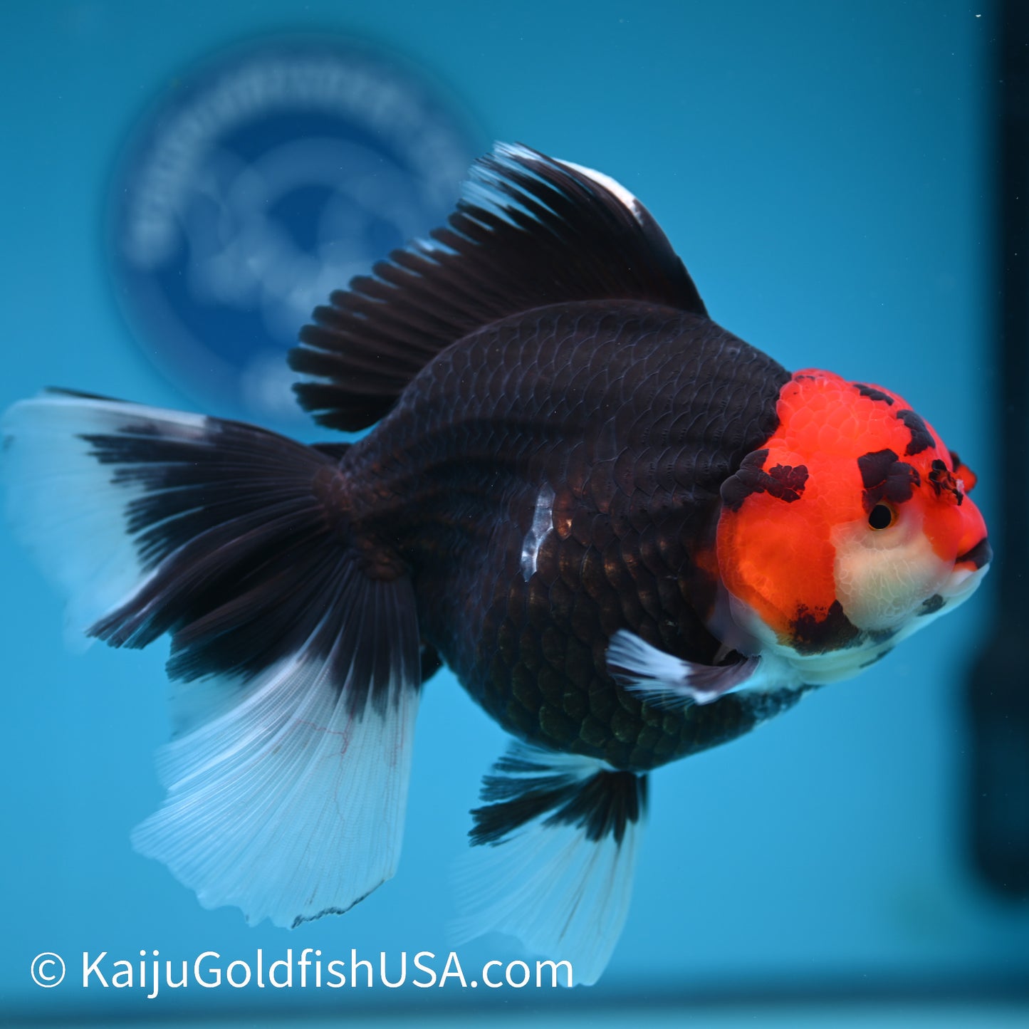 Jumbo Tricolor Rose Tail Oranda 6.5 inches(240426_OR5) - Kaiju Goldfish USA