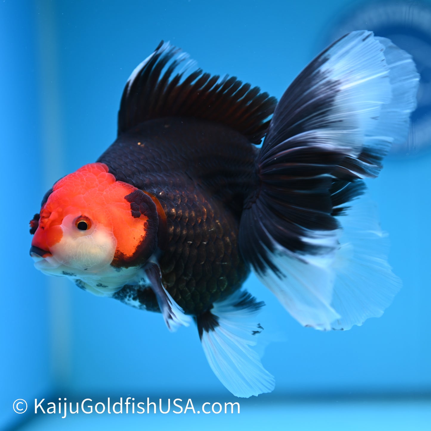 Jumbo Tricolor Rose Tail Oranda 6.5 inches(240426_OR5) - Kaiju Goldfish USA