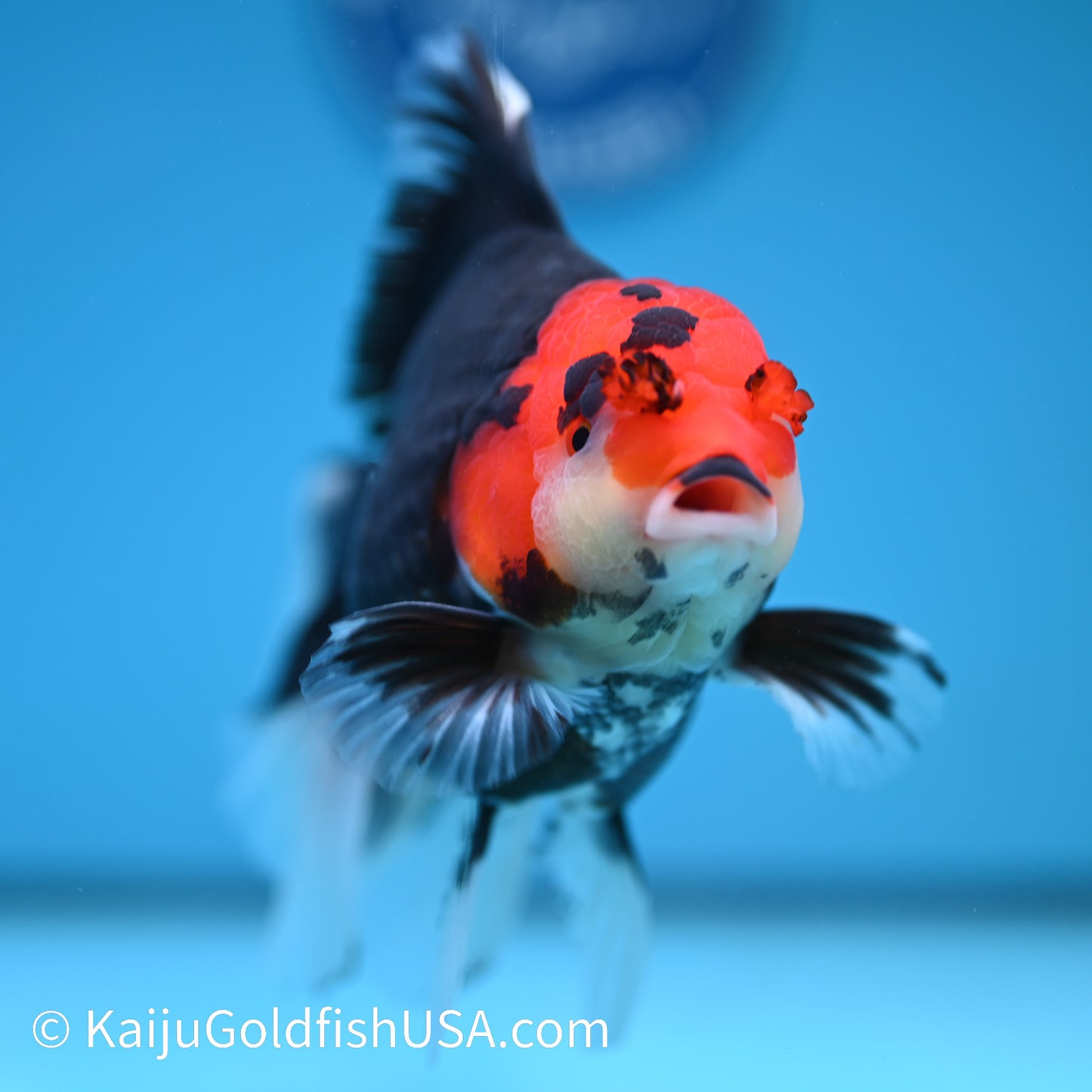 Jumbo Tricolor Rose Tail Oranda 6.5 inches(240426_OR5) - Kaiju Goldfish USA