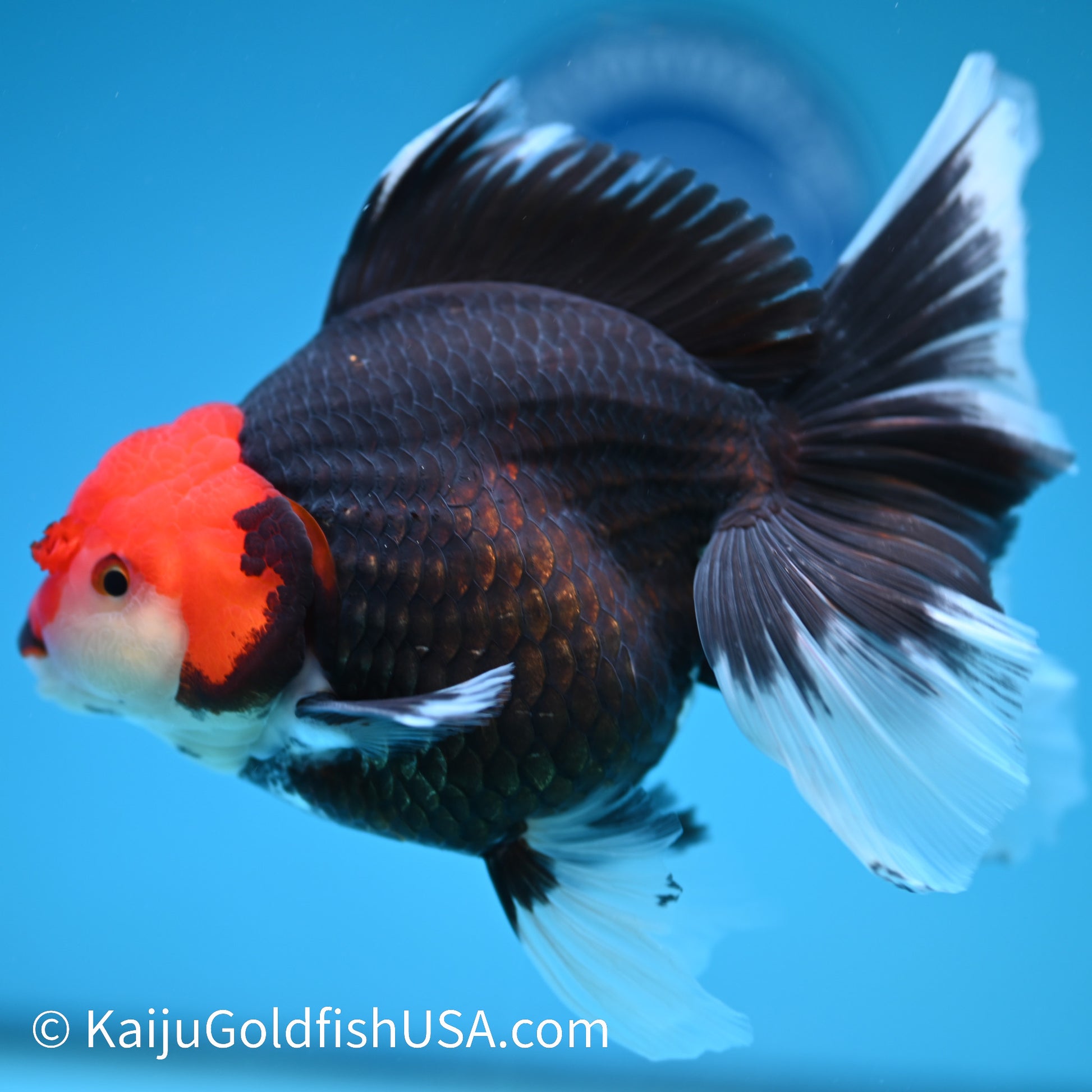 Jumbo Tricolor Rose Tail Oranda 6.5 inches(240426_OR5) - Kaiju Goldfish USA