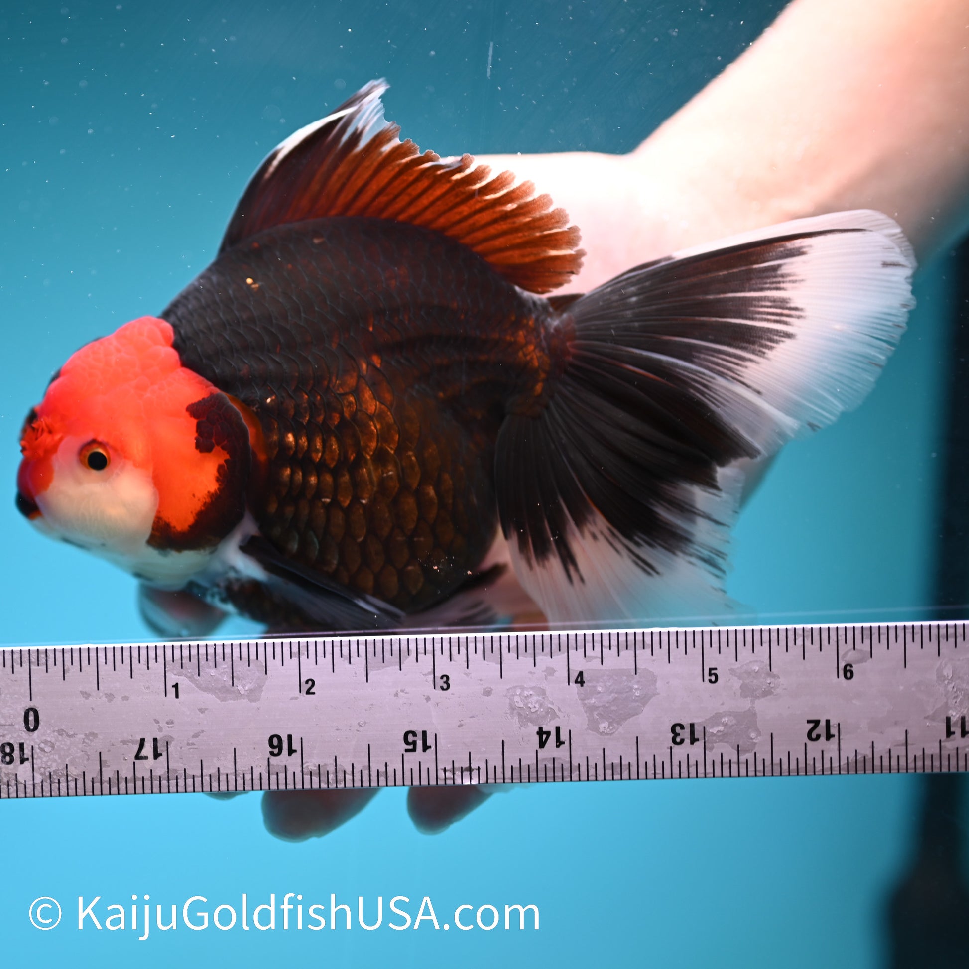 Jumbo Tricolor Rose Tail Oranda 6.5 inches(240426_OR5) - Kaiju Goldfish USA