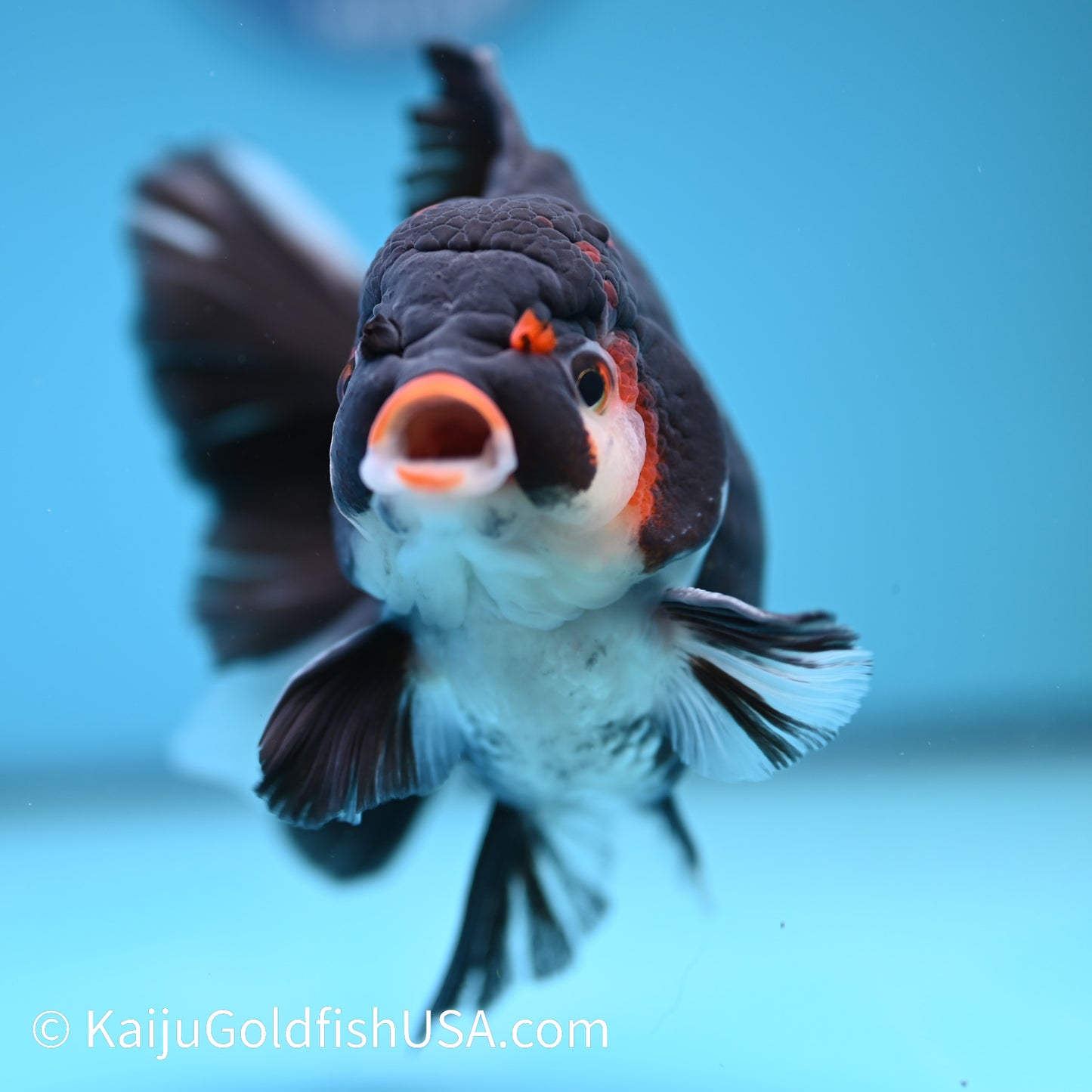 Jumbo Tricolor Rose Tail Oranda 6 inches(240426_OR6) - Kaiju Goldfish USA