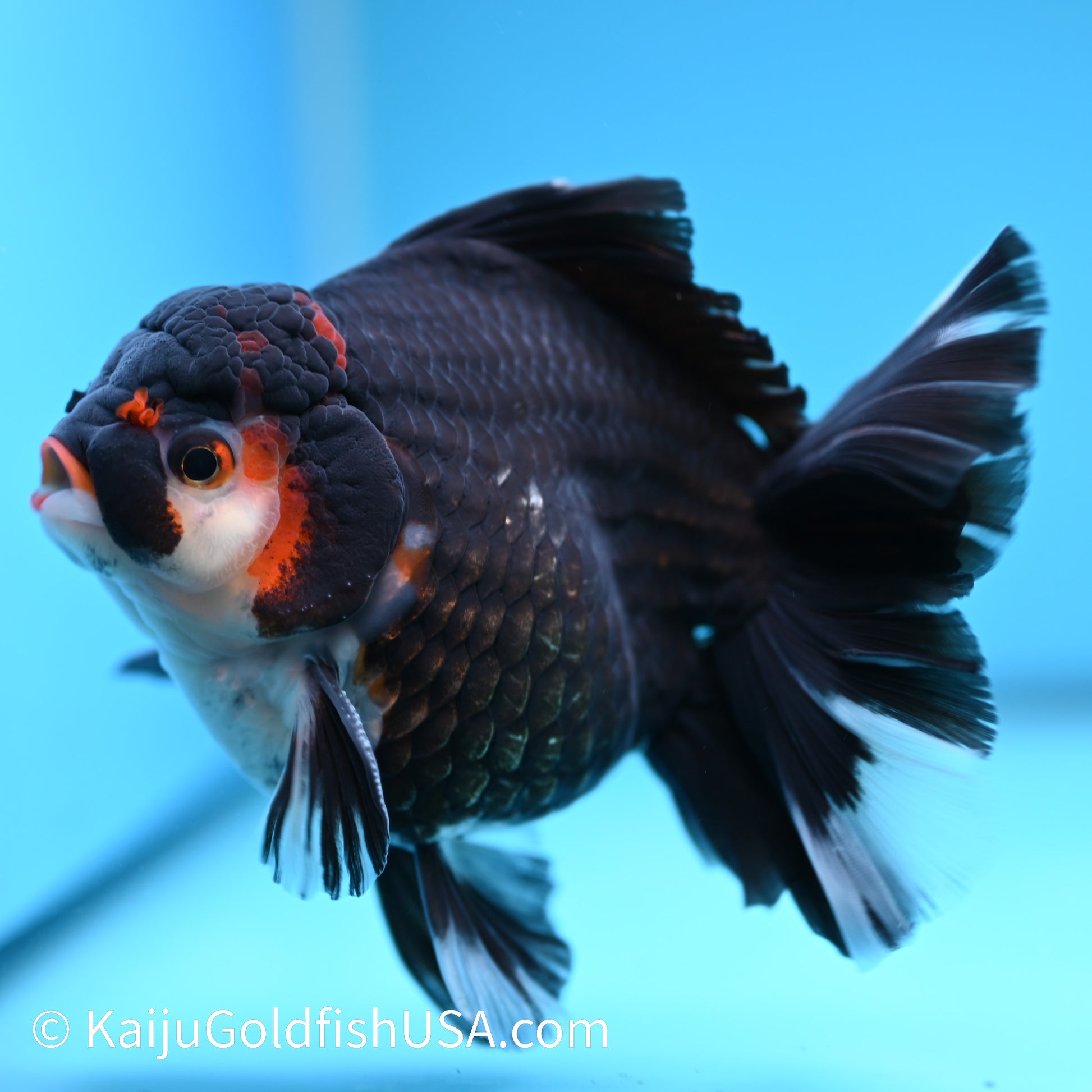 Jumbo Tricolor Rose Tail Oranda 6 inches(240426_OR6) - Kaiju Goldfish USA