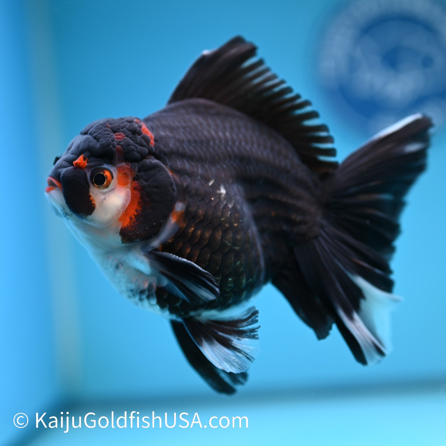 Jumbo Tricolor Rose Tail Oranda 6 inches(240426_OR6) - Kaiju Goldfish USA