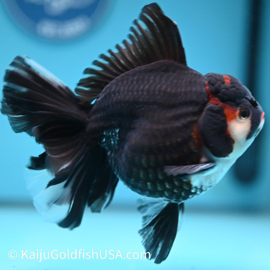 Jumbo Tricolor Rose Tail Oranda 6 inches(240426_OR6) - Kaiju Goldfish USA