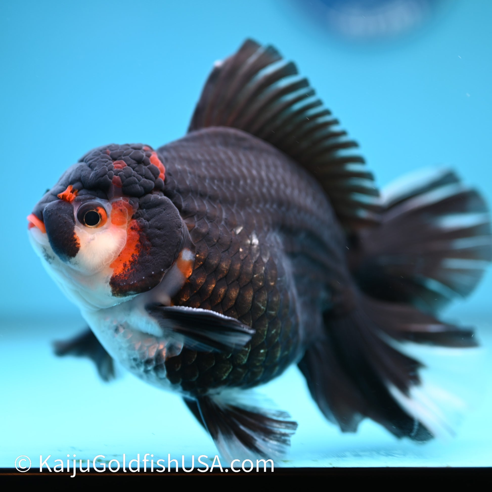 Jumbo Tricolor Rose Tail Oranda 6 inches(240426_OR6) - Kaiju Goldfish USA