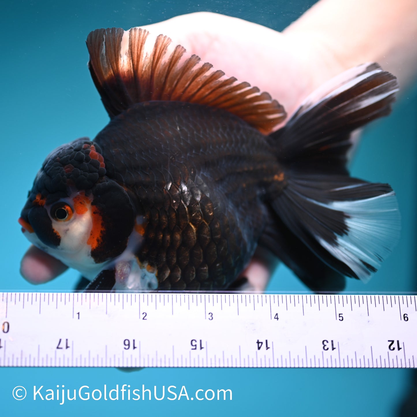 Jumbo Tricolor Rose Tail Oranda 6 inches(240426_OR6) - Kaiju Goldfish USA