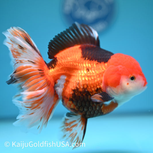 Jumbo Tricolor Rose Tail Oranda 7 inches(240426_OR7) - Kaiju Goldfish USA