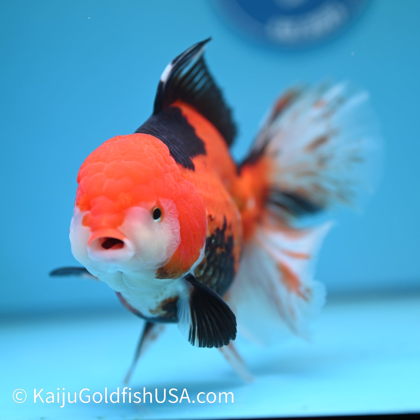 Jumbo Tricolor Rose Tail Oranda 7 inches(240426_OR7) - Kaiju Goldfish USA