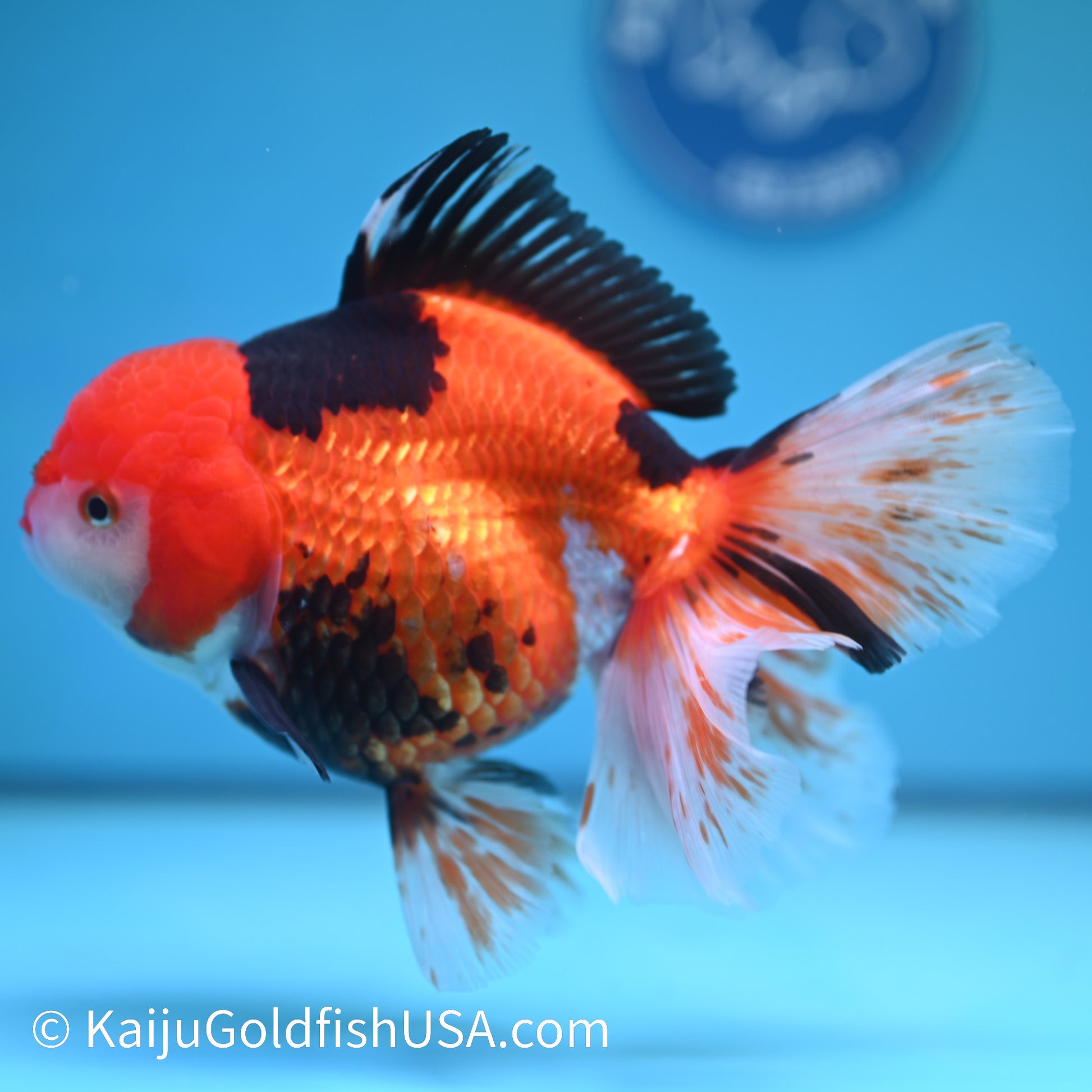 Jumbo Tricolor Rose Tail Oranda 7 inches(240426_OR7) - Kaiju Goldfish USA