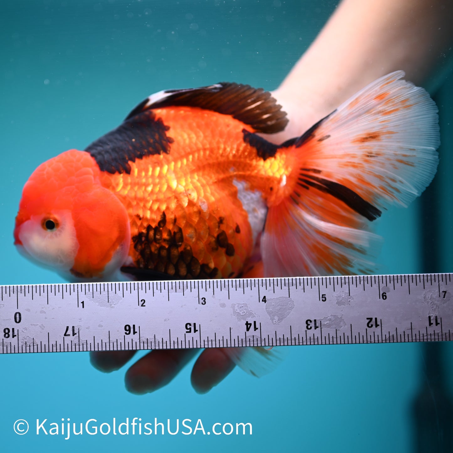 Jumbo Tricolor Rose Tail Oranda 7 inches(240426_OR7) - Kaiju Goldfish USA