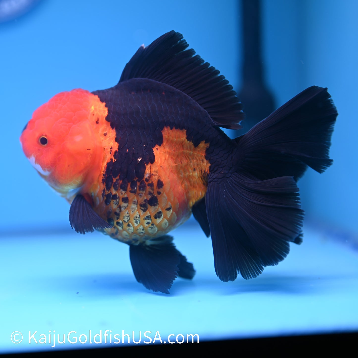 Jumbo Apache Rose Tail Oranda 7 inches(240426_OR8) - Kaiju Goldfish USA