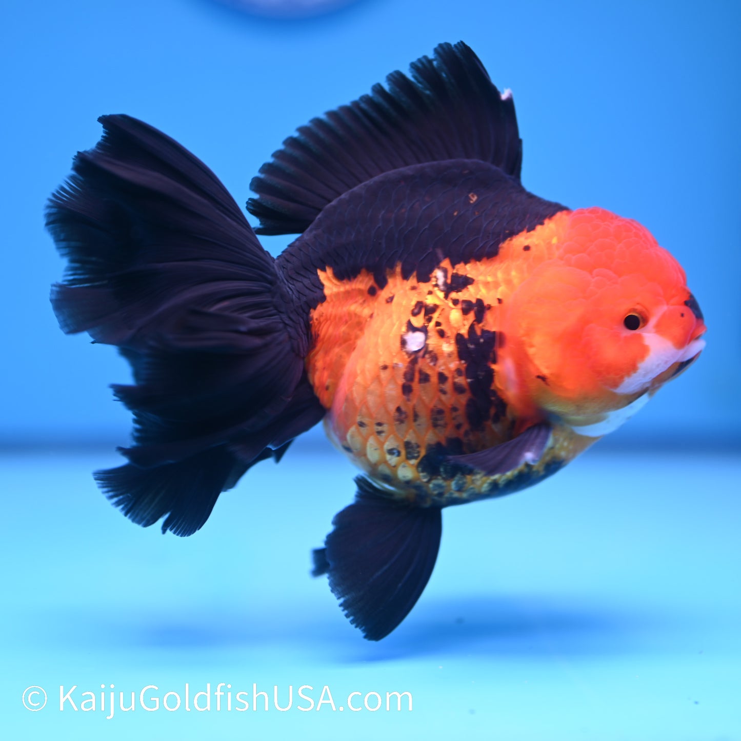 Jumbo Apache Rose Tail Oranda 7 inches(240426_OR8) - Kaiju Goldfish USA