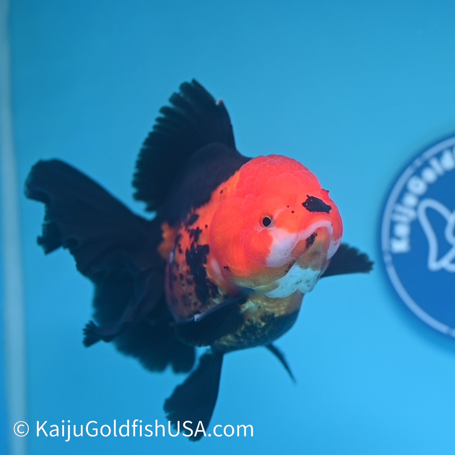 Jumbo Apache Rose Tail Oranda 7 inches(240426_OR8) - Kaiju Goldfish USA