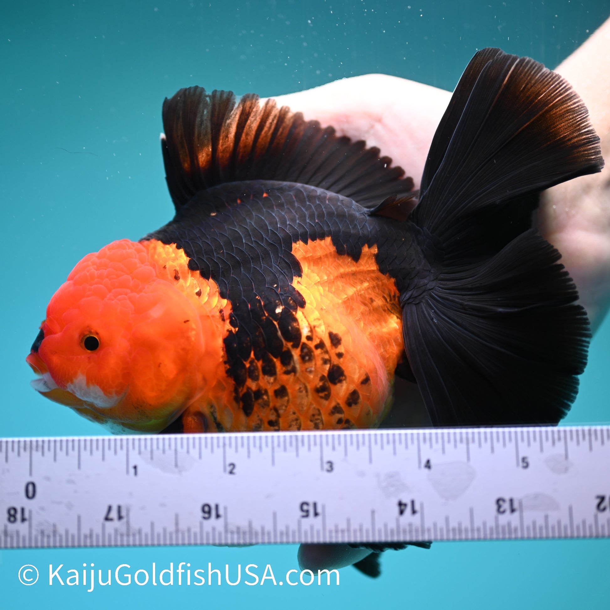 Jumbo Apache Rose Tail Oranda 7 inches(240426_OR8) - Kaiju Goldfish USA