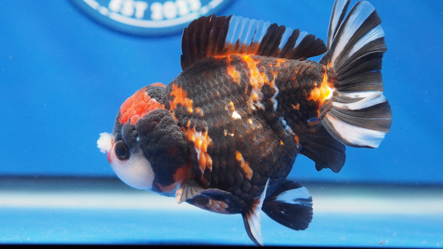 Tiger Oranda 3.5-4 inches (1115_02_OR02) - Kaiju Goldfish USA