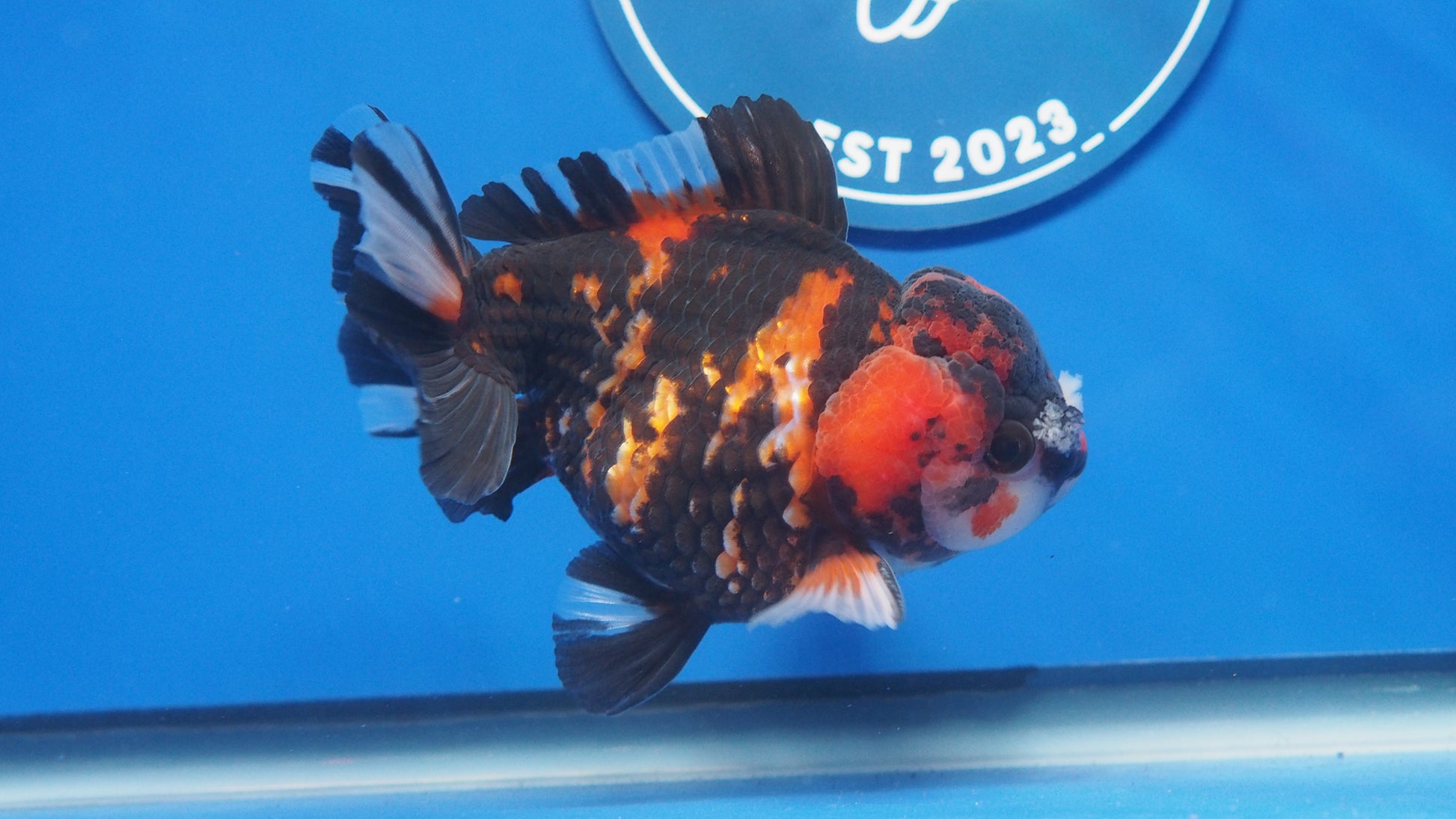 Tiger Oranda 3.5-4 inches (1115_02_OR02) - Kaiju Goldfish USA