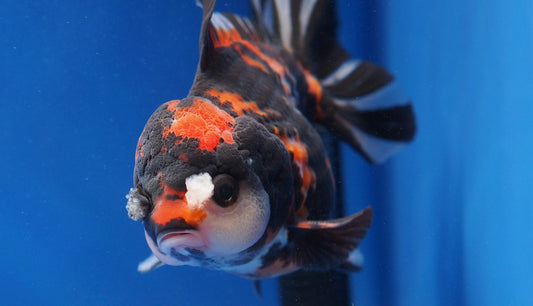 Tiger Oranda 3.5-4 inches (1115_02_OR02) - Kaiju Goldfish USA