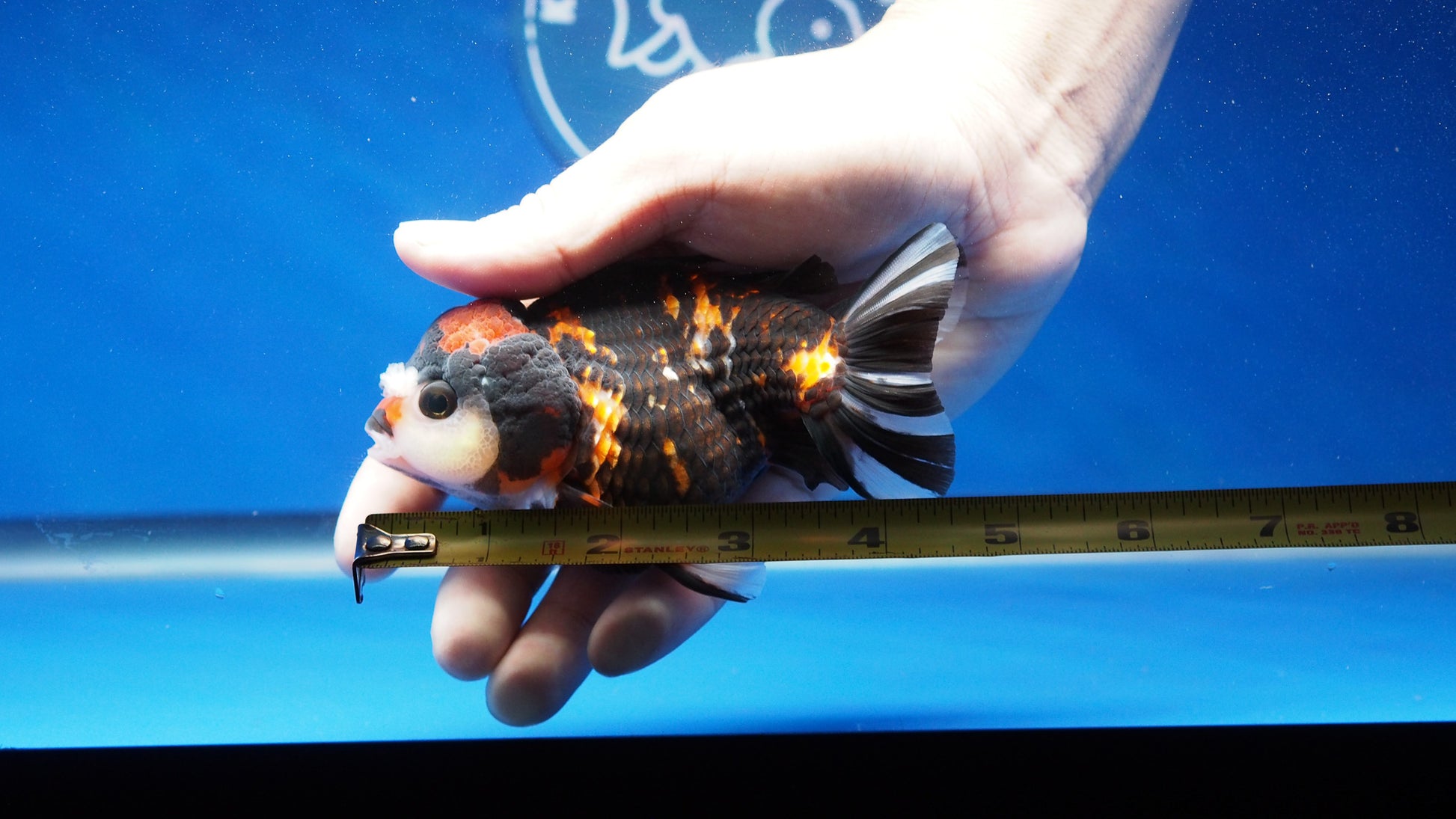 Tiger Oranda 3.5-4 inches (1115_02_OR02) - Kaiju Goldfish USA