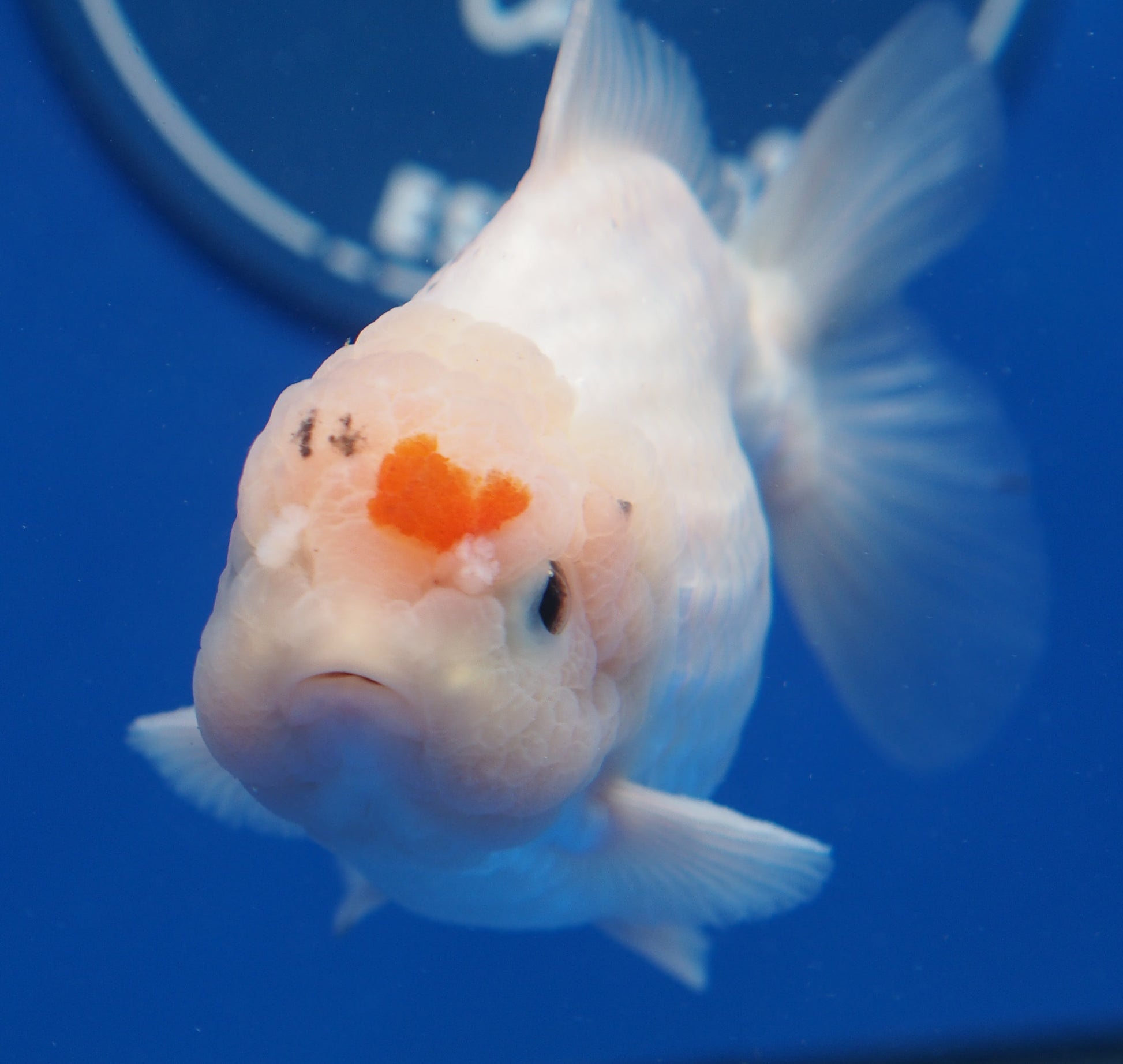 Red White YuanBao Goldfish for Sale | Red White YuanBao Goldfish ...