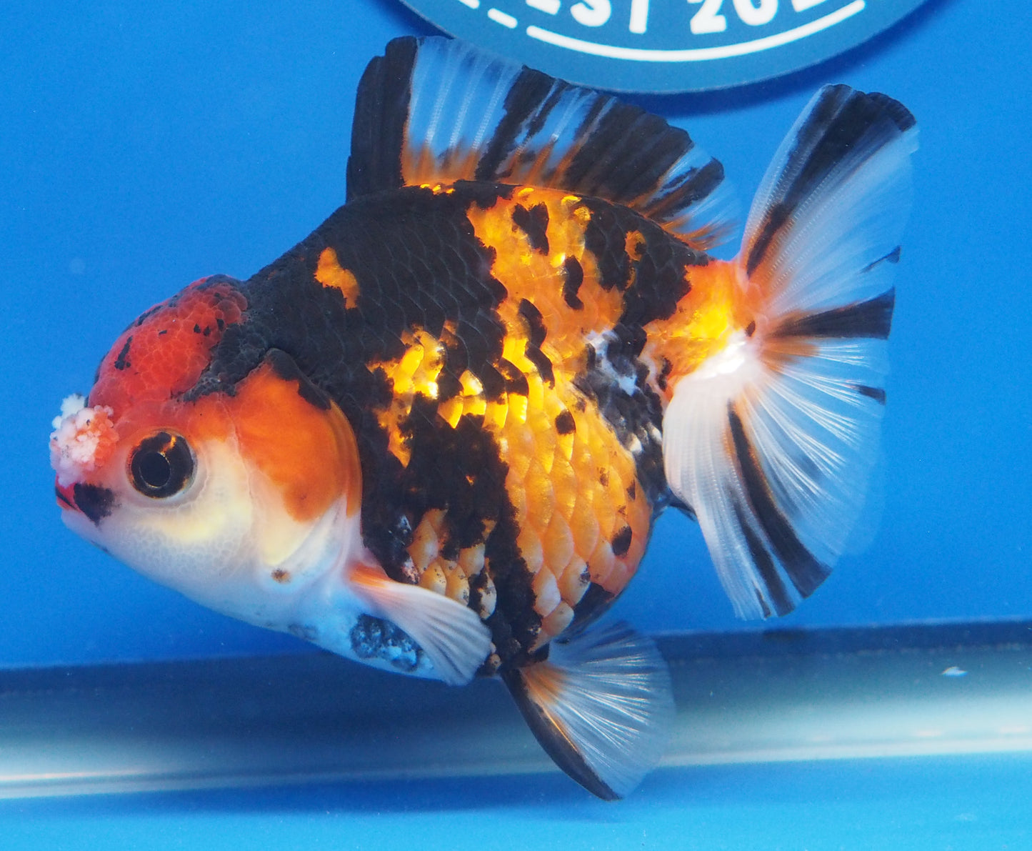 Tiger Oranda 3.5-4 inches (1115_02_OR06) - Kaiju Goldfish USA