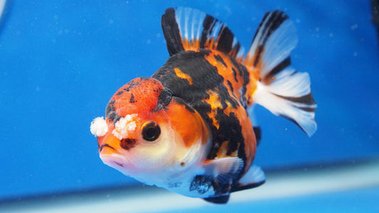 Tiger Oranda 3.5-4 inches (1115_02_OR06) - Kaiju Goldfish USA