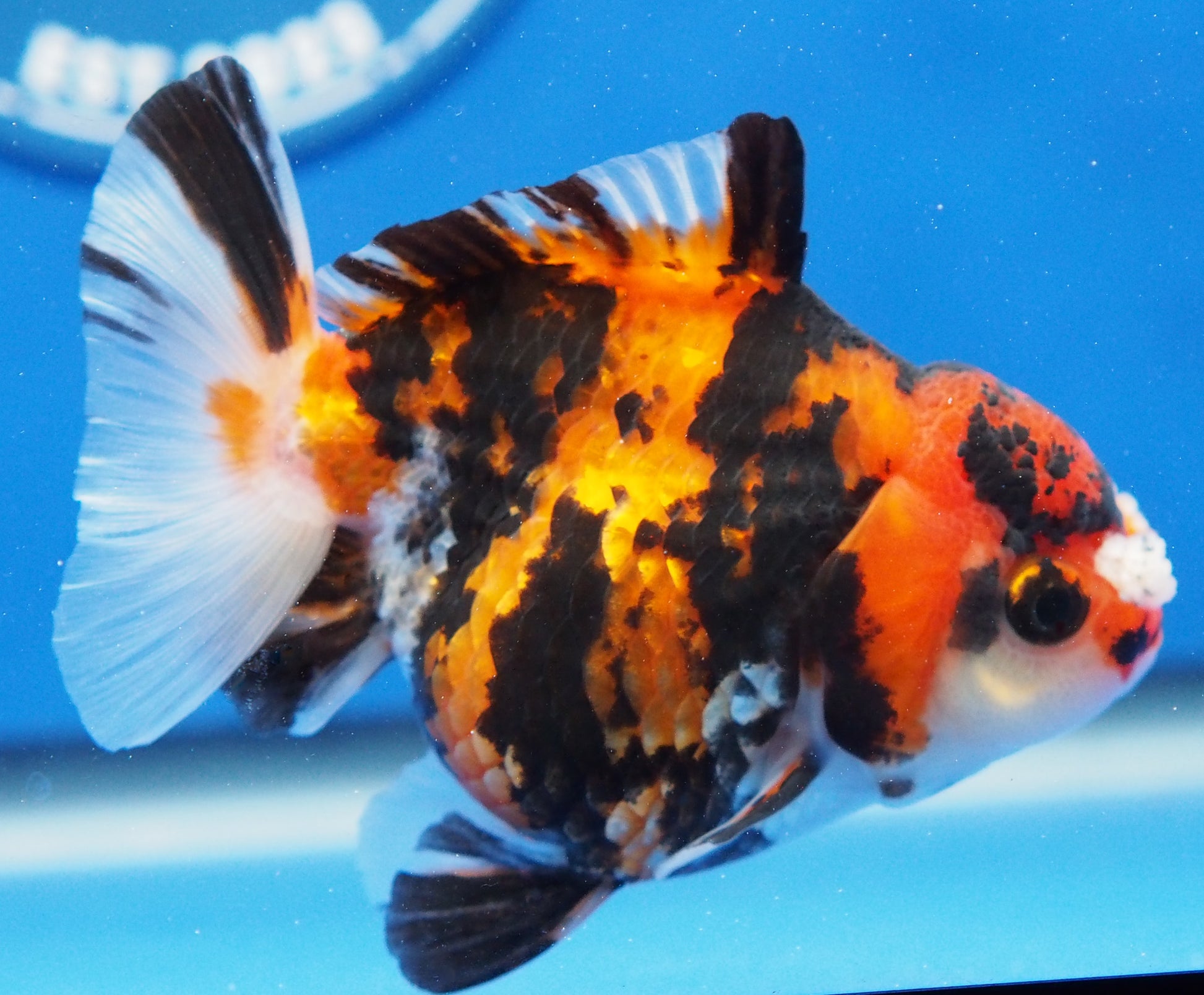 Tiger Oranda 3.5-4 inches (1115_02_OR06) - Kaiju Goldfish USA