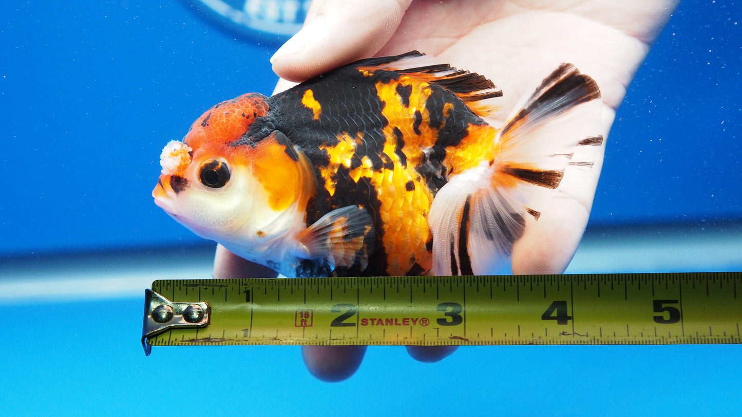 Tiger Oranda 3.5-4 inches (1115_02_OR06) - Kaiju Goldfish USA