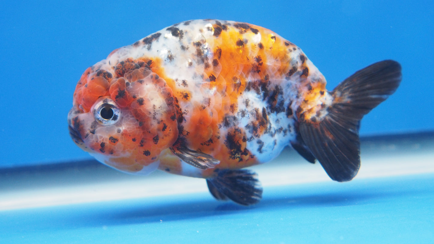 Calico Ranchu 3.5- 4 inches (1115_02_RC07) - Kaiju Goldfish USA