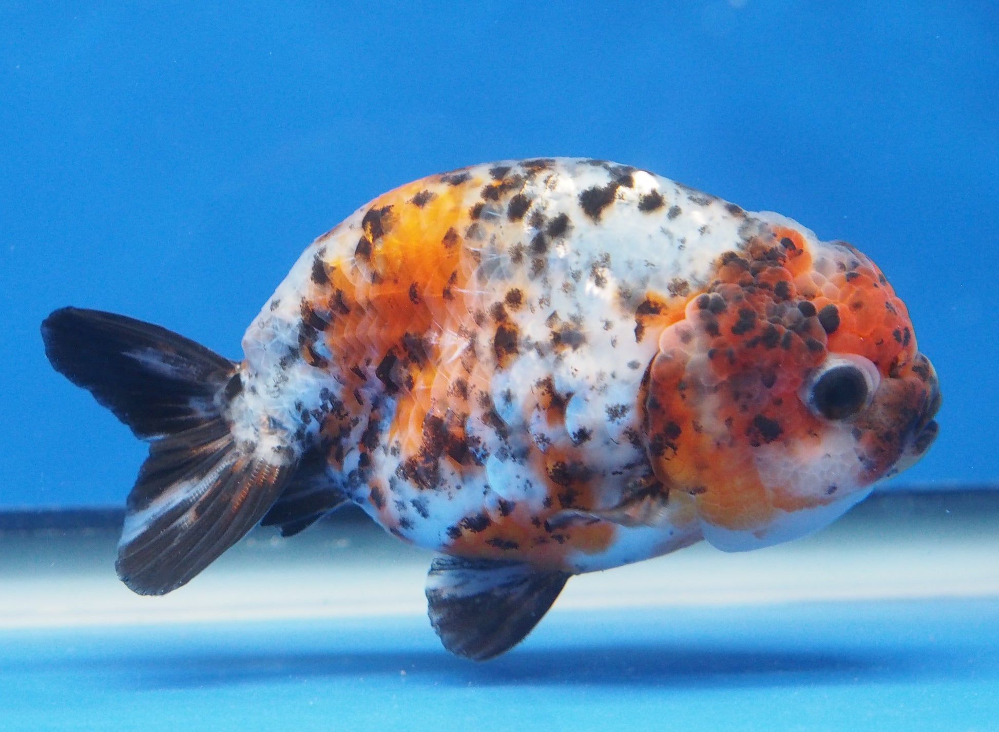 Apache Ranchu Goldfish for Sale | Apache Ranchu Goldfish | Kaiju ...