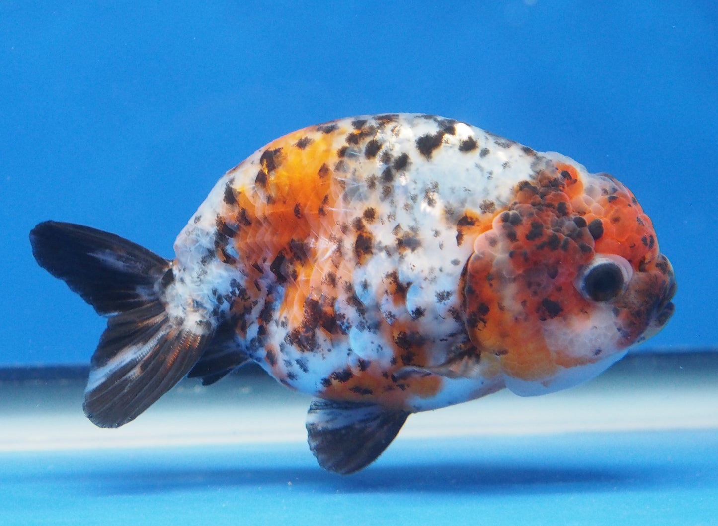 Calico Ranchu 3.5- 4 inches (1115_02_RC07) - Kaiju Goldfish USA