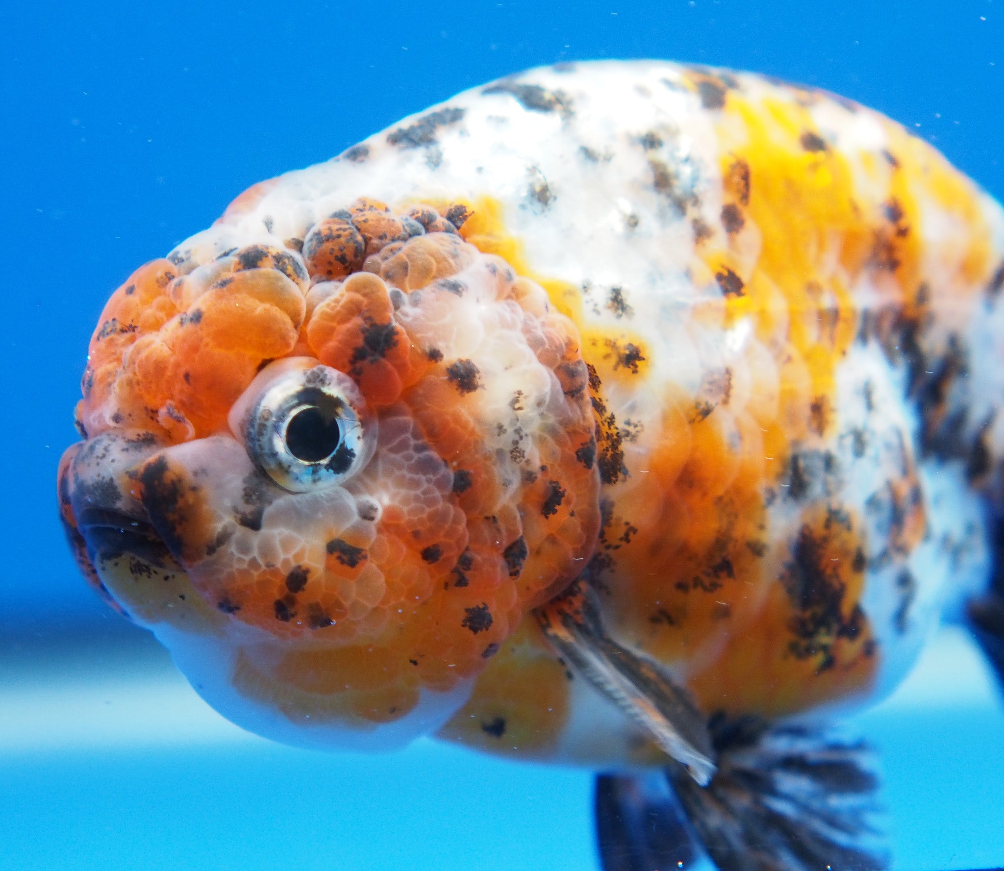 Apache Ranchu Goldfish for Sale | Apache Ranchu Goldfish | Kaiju ...