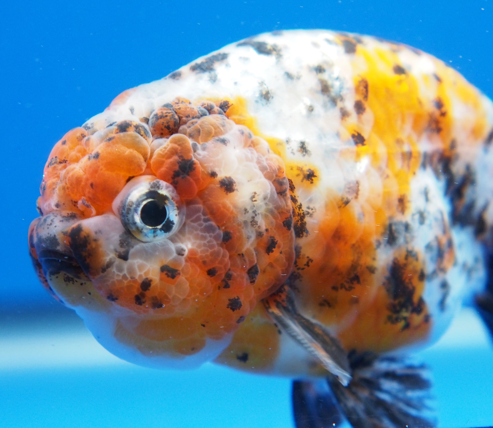 Calico Ranchu 3.5- 4 inches (1115_02_RC07) - Kaiju Goldfish USA