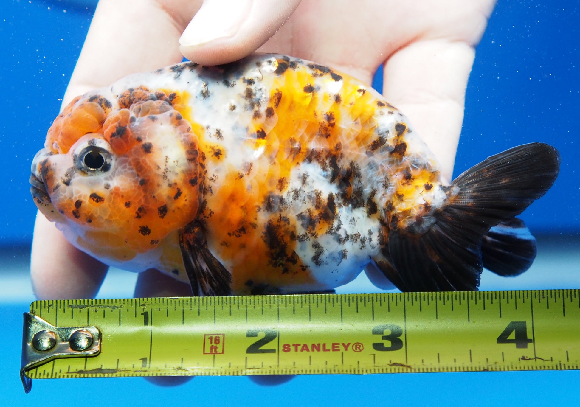 Apache Ranchu Goldfish for Sale | Apache Ranchu Goldfish | Kaiju ...