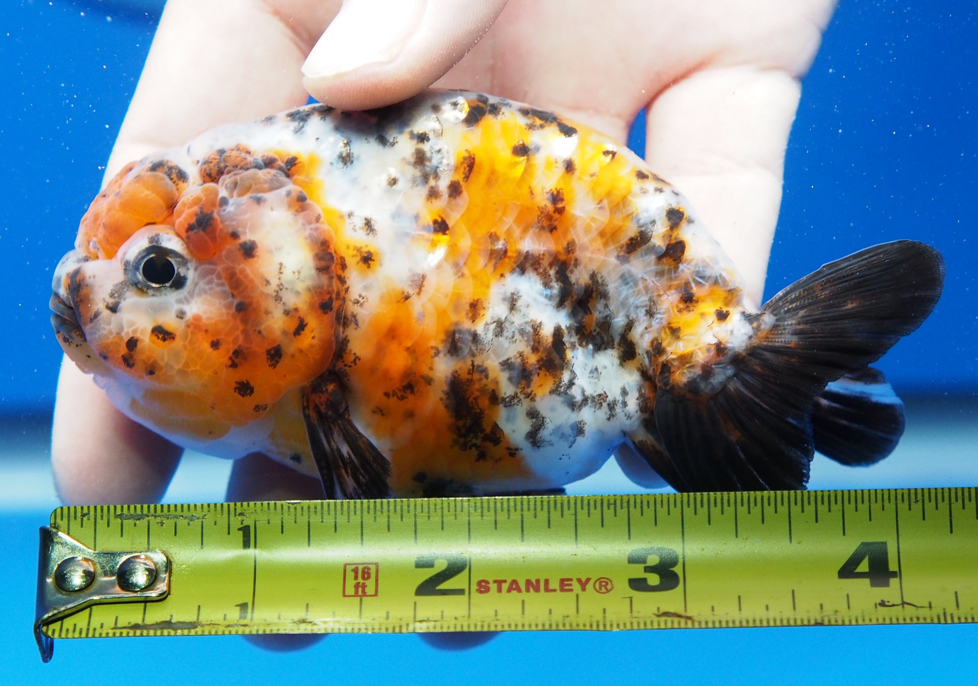 Calico Ranchu 3.5- 4 inches (1115_02_RC07) - Kaiju Goldfish USA