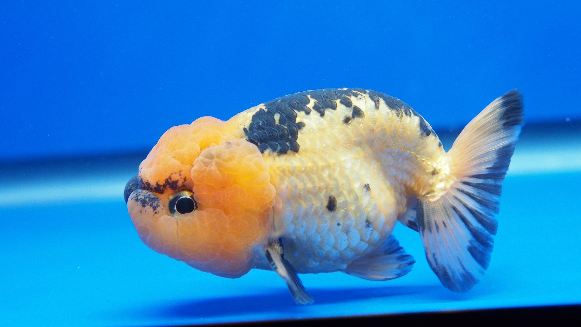 Apache Ranchu Goldfish for Sale | Apache Ranchu Goldfish | Kaiju ...
