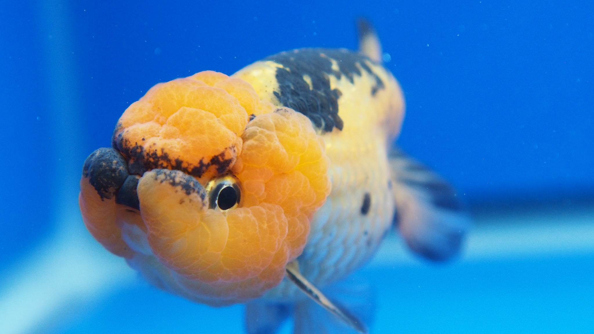 Apache Ranchu Goldfish for Sale | Apache Ranchu Goldfish | Kaiju ...