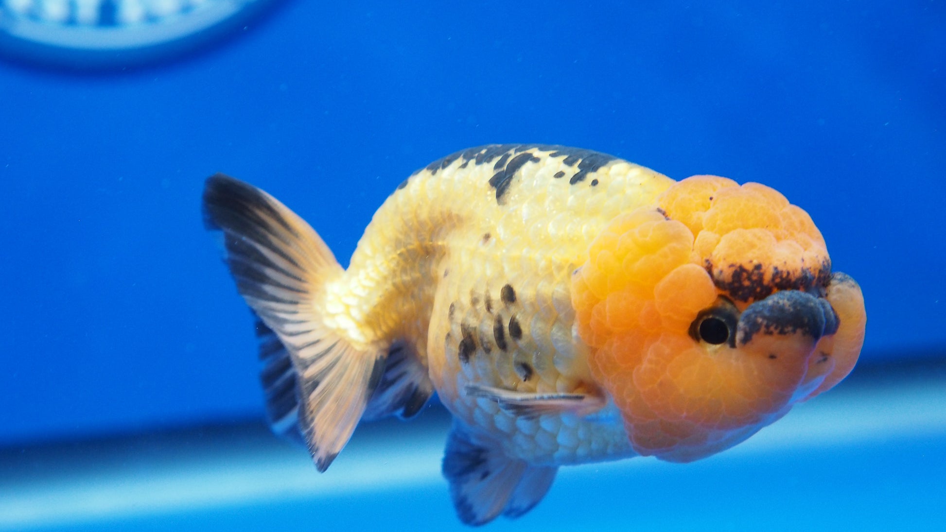 Apache Ranchu Goldfish for Sale | Apache Ranchu Goldfish | Kaiju ...