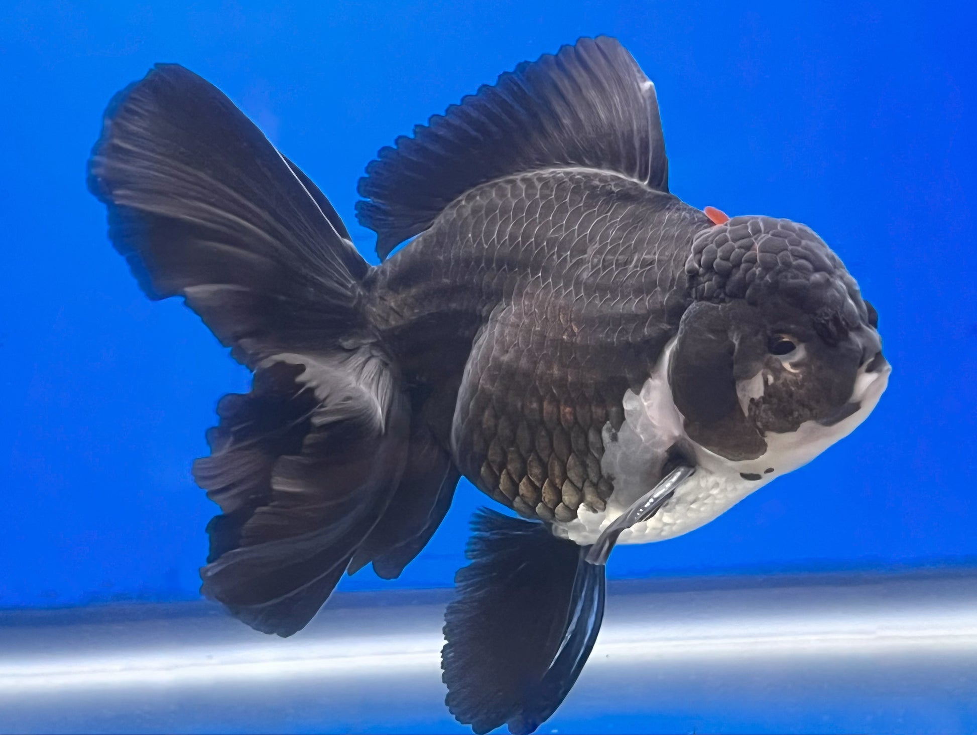 Thai Panda Oranda Goldfish