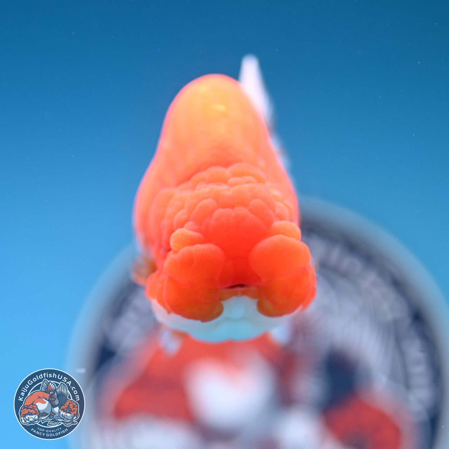 Red White Buffalo Ranchu 4.5 inches Body - Female (250404_RC01)