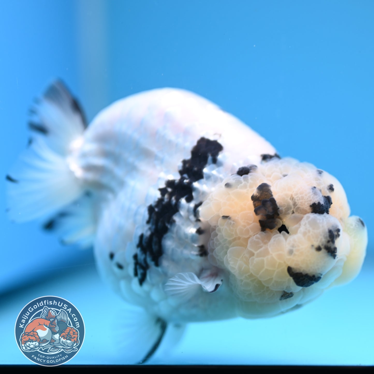 Panda Ranchu 4.25 inches Body (250530_RC01)