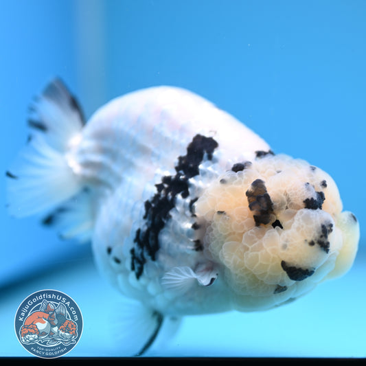 Panda Ranchu 4.25 inches Body (250530_RC01)