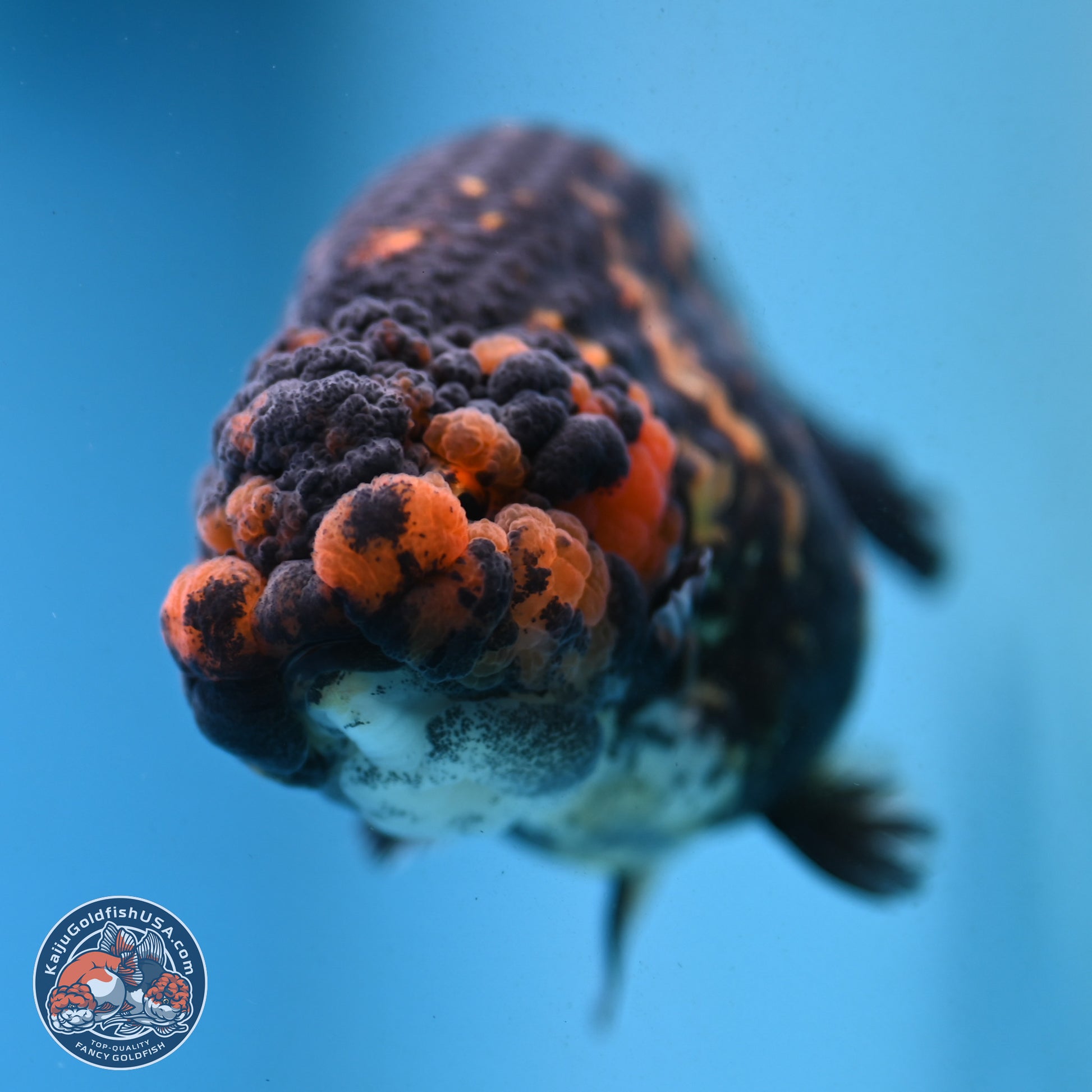 Heavy Ink Tiger Ranchu 4 inches Body - Female (250103_RC01) - Kaiju Goldfish USA