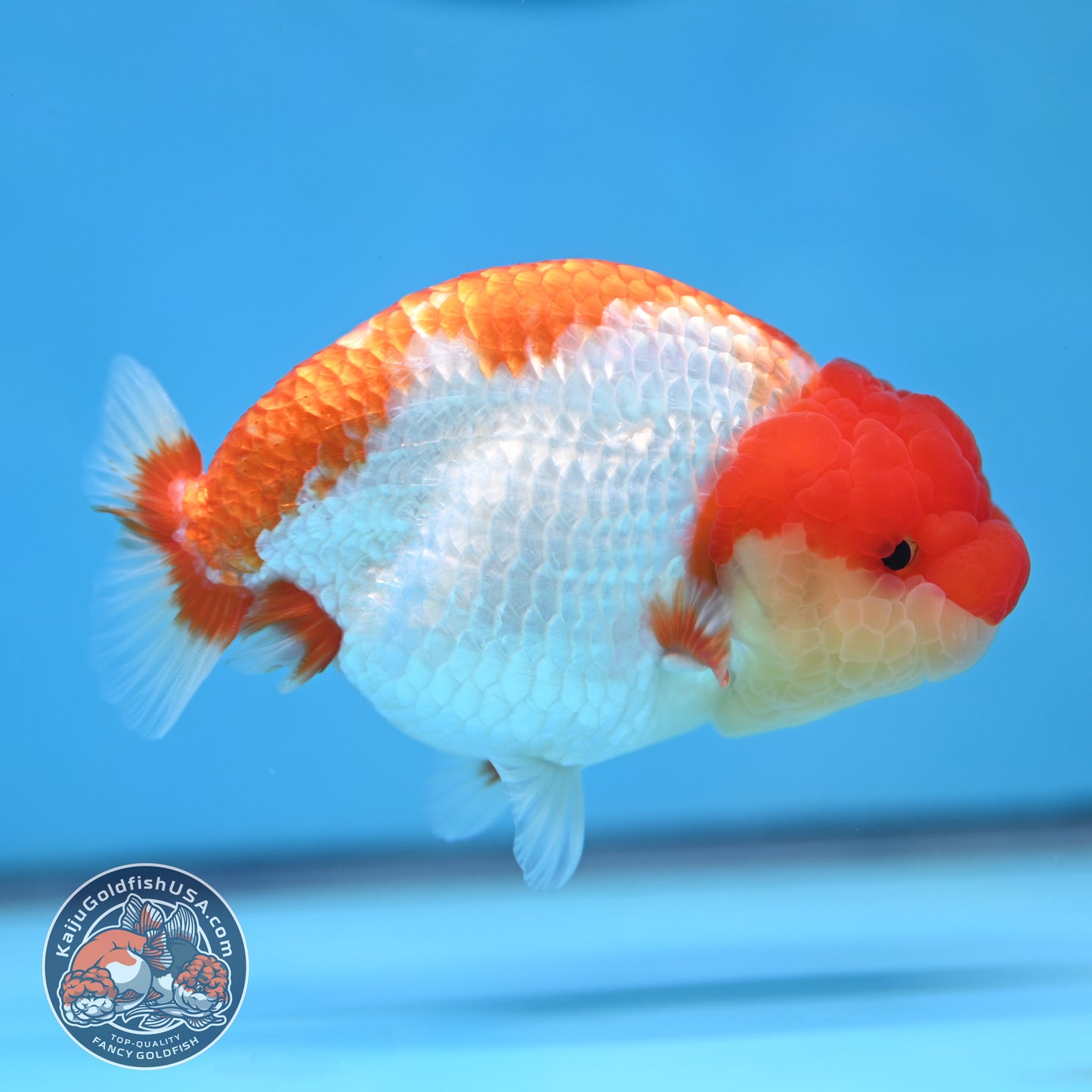 Red White Buffalo Ranchu 4 inches Body (250516_RC01)