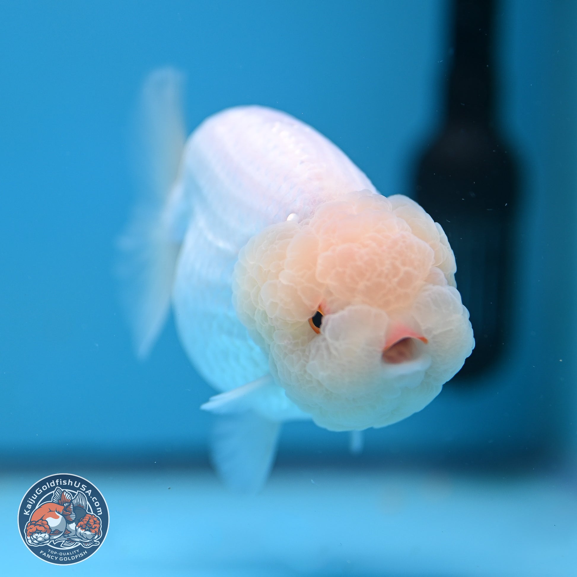 AA Grade Lemon Head White Lionchu 3.5-4 inches (240906_RC01) - Kaiju Goldfish USA