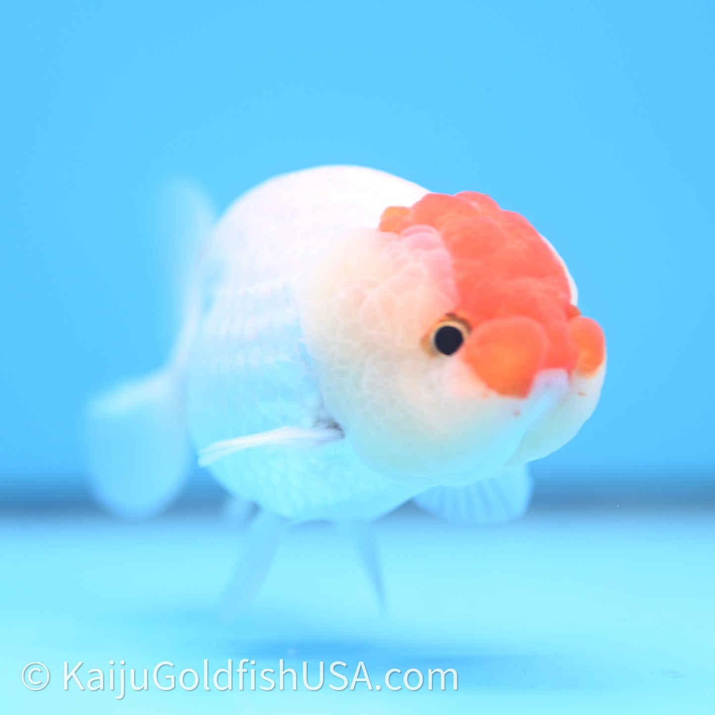 Red White Lionchu 3.5in body (240726_RC01) - Kaiju Goldfish USA